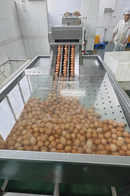 Case Study: Egg Washing Machine