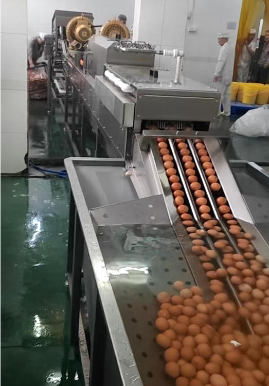 Large-scale commercial egg washing machine