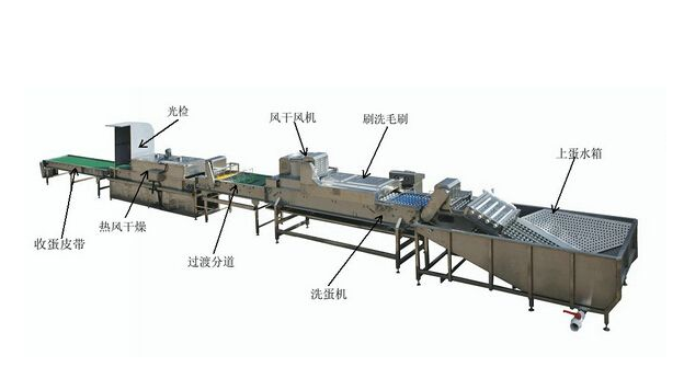 The Need for an Egg Washing Machine